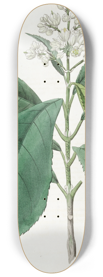 Sydenham Edwards - Fine-toothed Palebloom 8.25 inch art skate deck