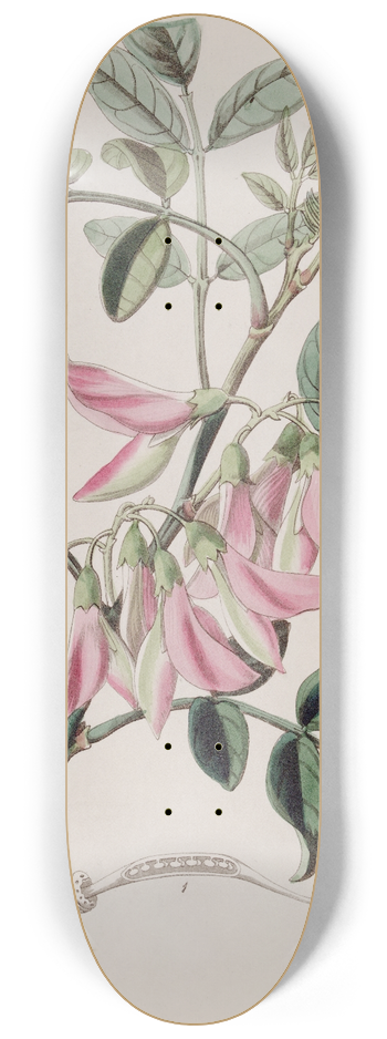 Sydenham Edwards - Flesh-coloured Glory Pea 8.25 inch art skate deck