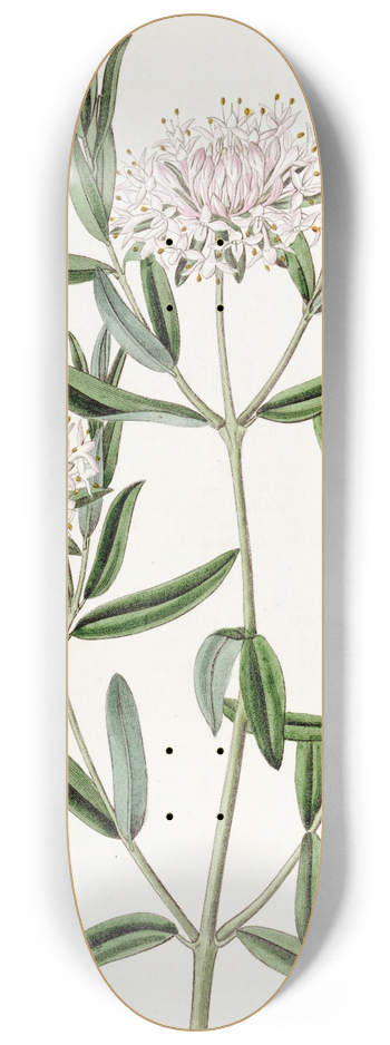 Sydenham Edwards - Forest Pimelea 8.25 inch art skate deck