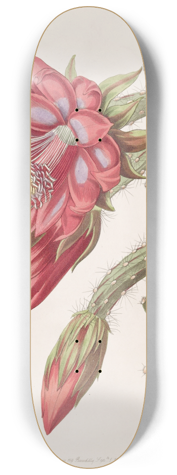 Sydenham Edwards - Garden Variety 8.25 inch art skate deck