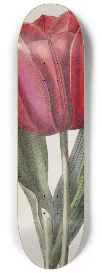 Sydenham Edwards - Gesners Tulip 8.25 inch art skate deck