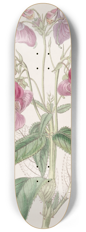 Sydenham Edwards - Glandular Balsam 8.25 inch art skate deck