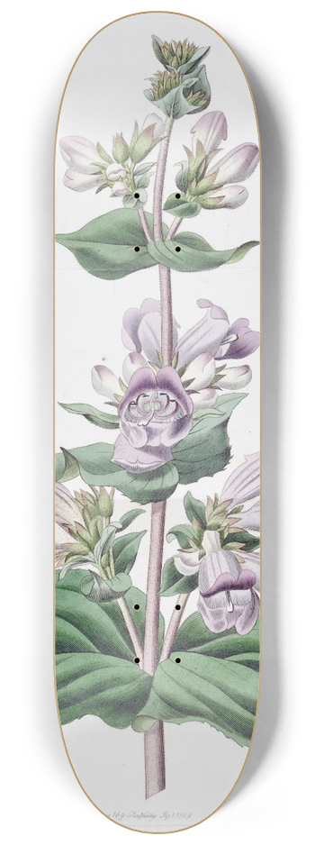 Sydenham Edwards - Glandular Pentstemon 8.25 inch art skate deck