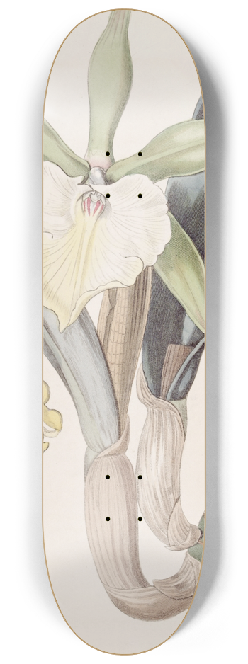 Sydenham Edwards - Glaucous Brasavola 8.25 inch art skate deck