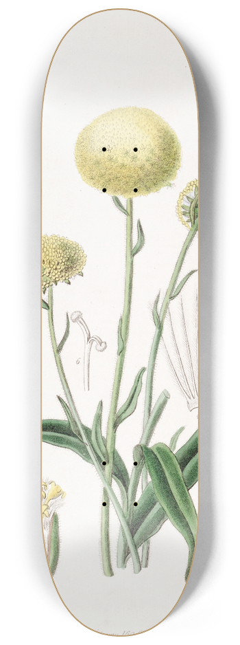 Sydenham Edwards - Glaucous Craspedia 8.25 inch art skate deck