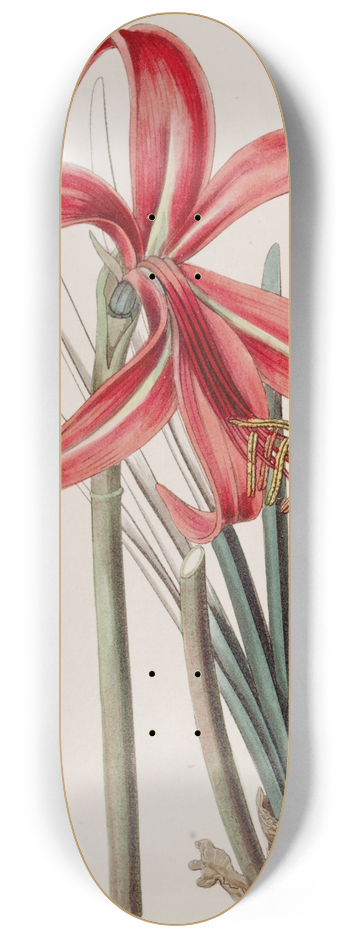 Sydenham Edwards - Glaucous Jacobean Lily 8.25 inch art skate deck