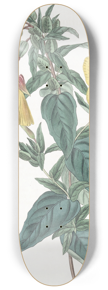 Sydenham Edwards - Glaucous Oenothera 8.25 inch art skate deck