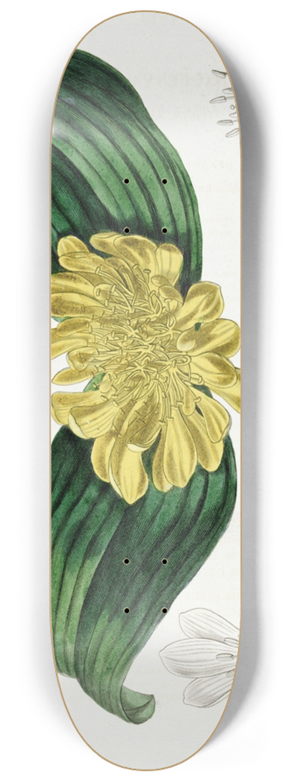 Sydenham Edwards - Golden Daubenya 8.25 inch art skate deck