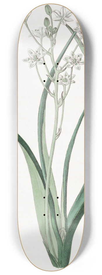 Sydenham Edwards - Green and White Ornithogalum 8.25 inch art skate deck