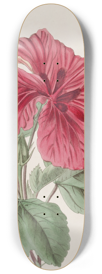 Sydenham Edwards - Hibiscus Cameroni-fulgens 8.25 inch art skate deck