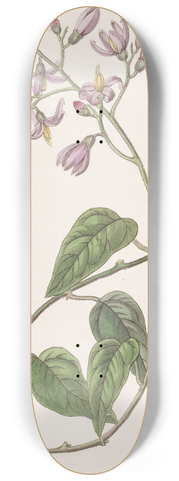 Sydenham Edwards - Hook-petalled Solanum 8.25 inch art skate deck