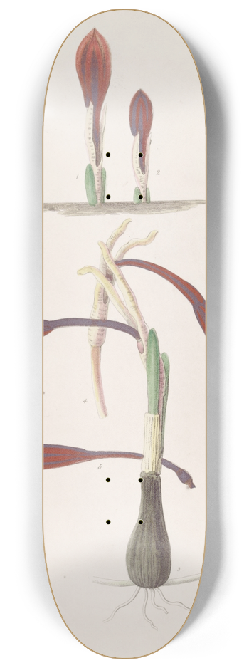 Sydenham Edwards - Humble Coburg-lily 8.25 inch art skate deck