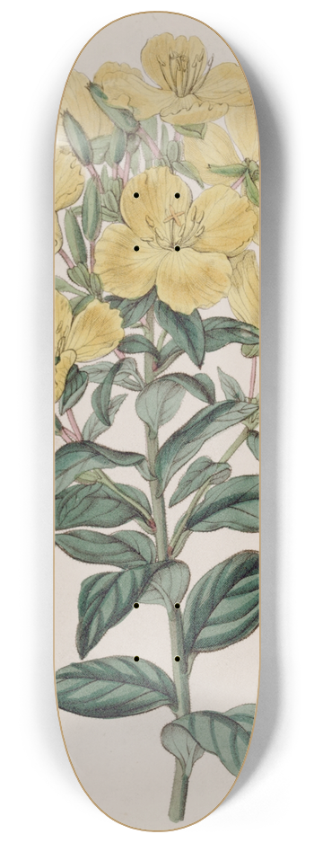 Sydenham Edwards - Indian Oenothera 8.25 inch art skate deck