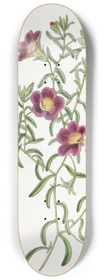 Sydenham Edwards - Intermediate Petunia 8.25 inch art skate deck
