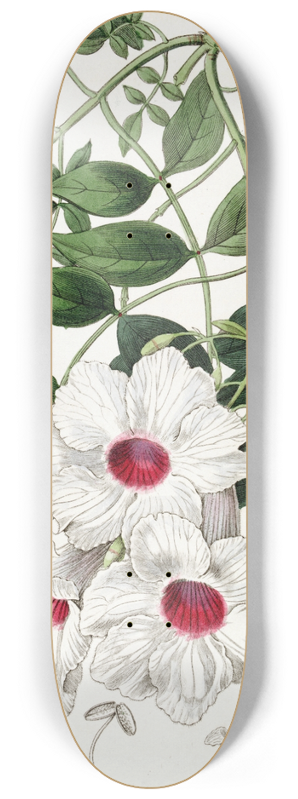 Sydenham Edwards - Jasmine-leaved Tecoma 8.25 inch art skate deck