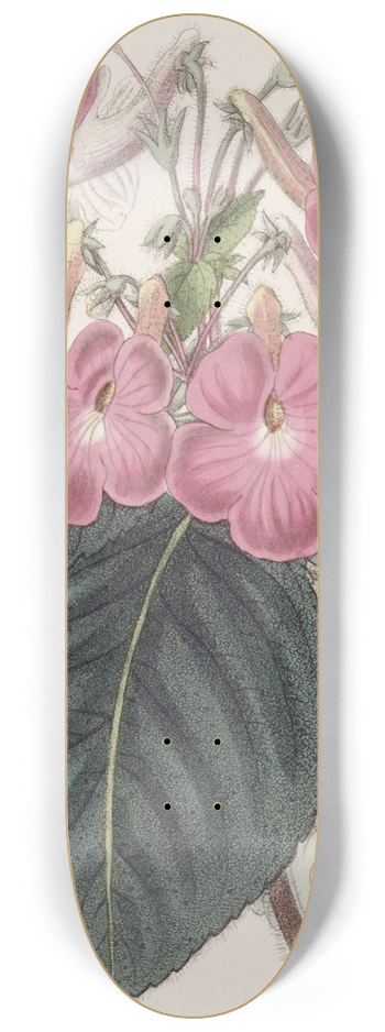 Sydenham Edwards - Large-flowered Achimenes 8.25 inch art skate deck