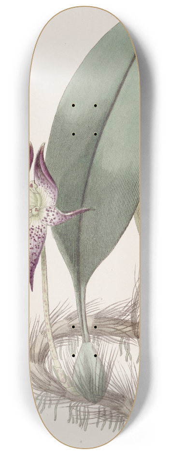 Sydenham Edwards - Large-flowered Bolbophyllum 8.25 inch art skate deck