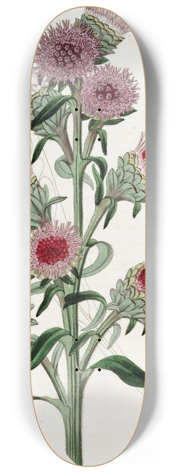 Sydenham Edwards - Large-flowered Liatris 8.25 inch art skate deck