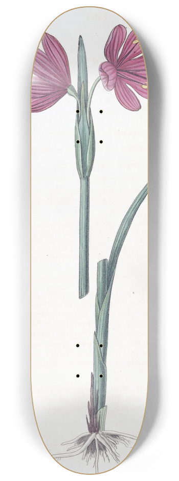 Sydenham Edwards - Large-flowered Sisyrinchium 8.25 inch art skate deck