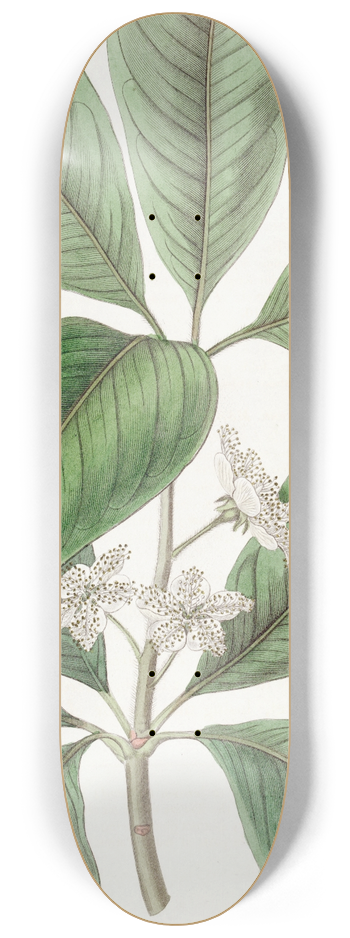 Sydenham Edwards - Large-leaved Tristania 8.25 inch art skate deck