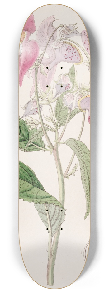 Sydenham Edwards - Large-lipped Balsam 8.25 inch art skate deck