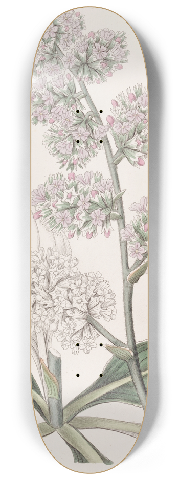 Sydenham Edwards - Large Pink Sea Lavender 8.25 inch art skate deck