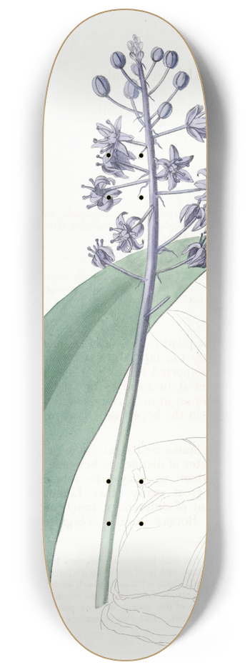 Sydenham Edwards - Lead-coloured Scilla 8.25 inch art skate deck