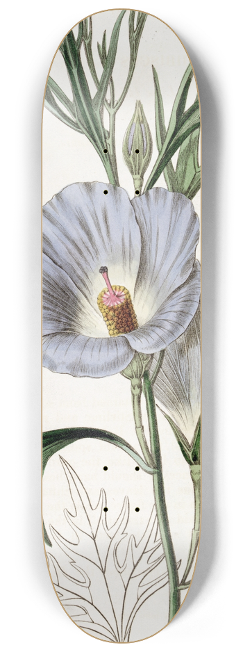 Sydenham Edwards - Lilac Hibiscus 8.25 inch art skate deck