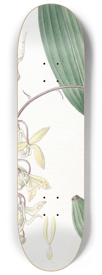 Sydenham Edwards - Loddiges Cirrhaea 8.25 inch art skate deck