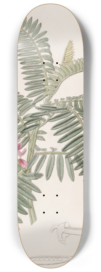 Sydenham Edwards - Long-spiked Indigo 8.25 inch art skate deck