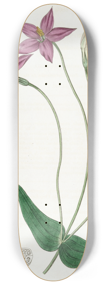 Sydenham Edwards - Long-stalked Chironia 8.25 inch art skate deck