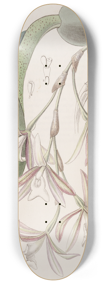 Sydenham Edwards - Loose-flowered Pilumna 8.25 inch art skate deck