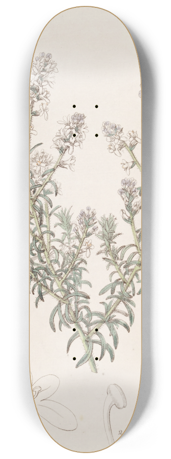 Sydenham Edwards - Loose-flowered Selago 8.25 inch art skate deck