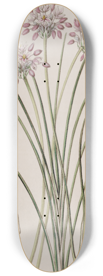 Sydenham Edwards - Loose-flowered Sowerbaea 8.25 inch art skate deck