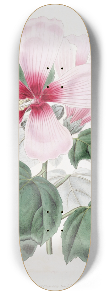 Sydenham Edwards - Marsh Hibiscus 8.25 inch art skate deck