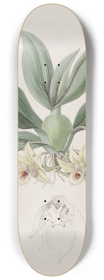 Sydenham Edwards - Messrs. Rollissons Maxillaria 8.25 inch art skate deck