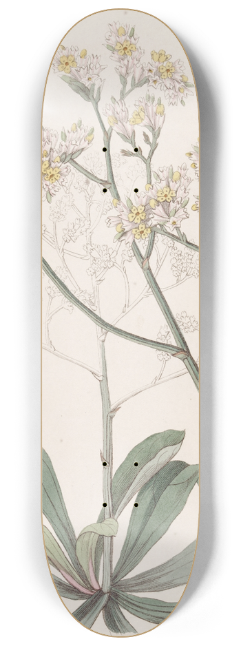 Sydenham Edwards - Mr. Fortunes Sea-Lavender 8.25 inch art skate deck
