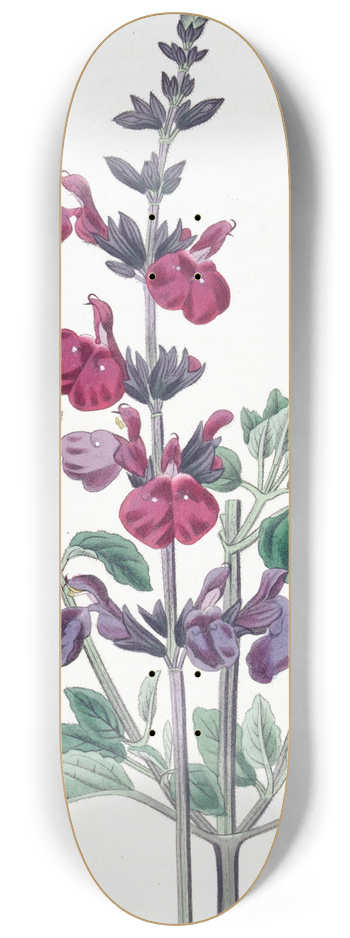 Sydenham Edwards - Mr. Grahams Sage 8.25 inch art skate deck