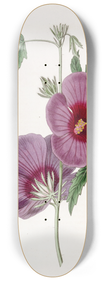 Sydenham Edwards - Mr. Lindleys Hibiscus 8.25 inch art skate deck