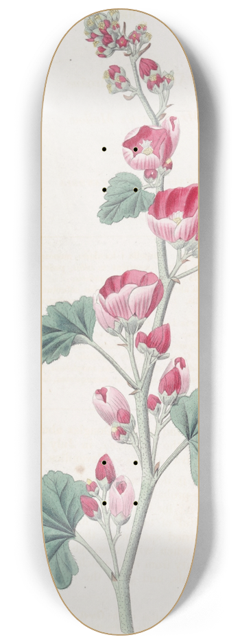 Sydenham Edwards - Mr Munros Mallow 8.25 inch art skate deck