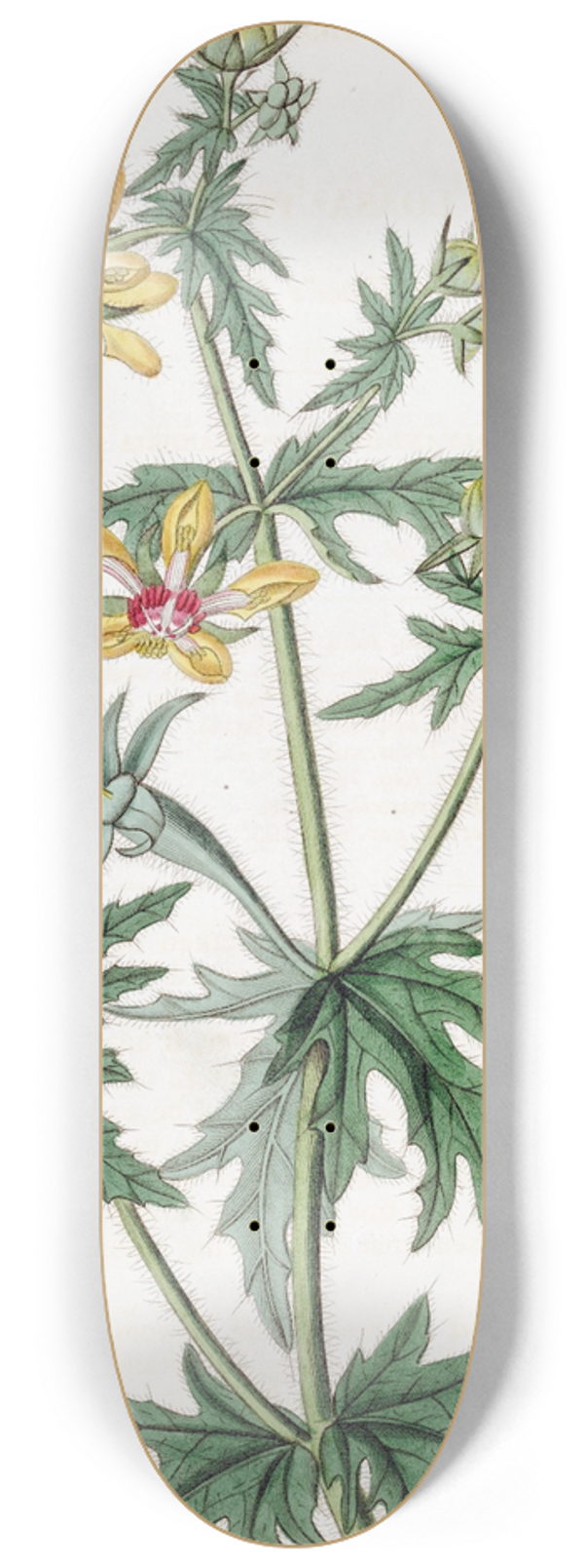 Sydenham Edwards - Mr. Places Loasa 8.25 inch art skate deck