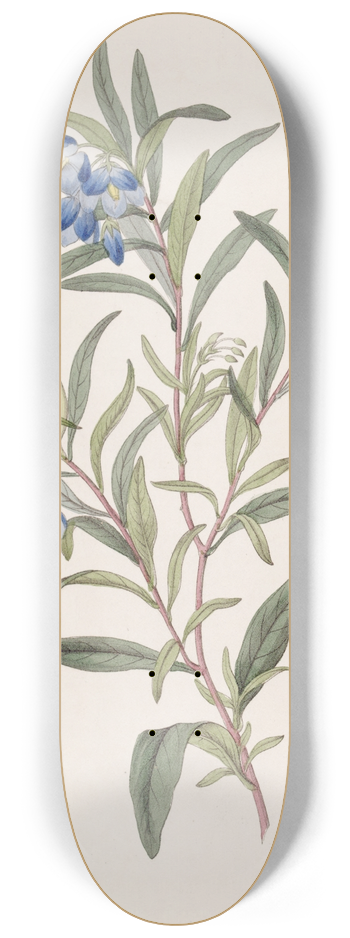 Sydenham Edwards - Narrow-leaved Sollya 8.25 inch art skate deck