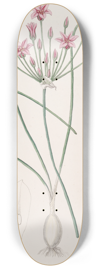 Sydenham Edwards - Nerine-leaved Caloscord 8.25 inch art skate deck