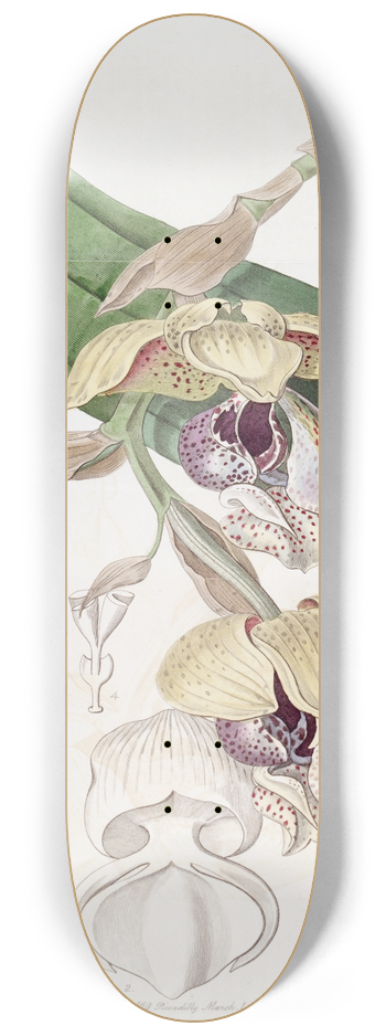 Sydenham Edwards - Noble Stanhopea 8.25 inch art skate deck