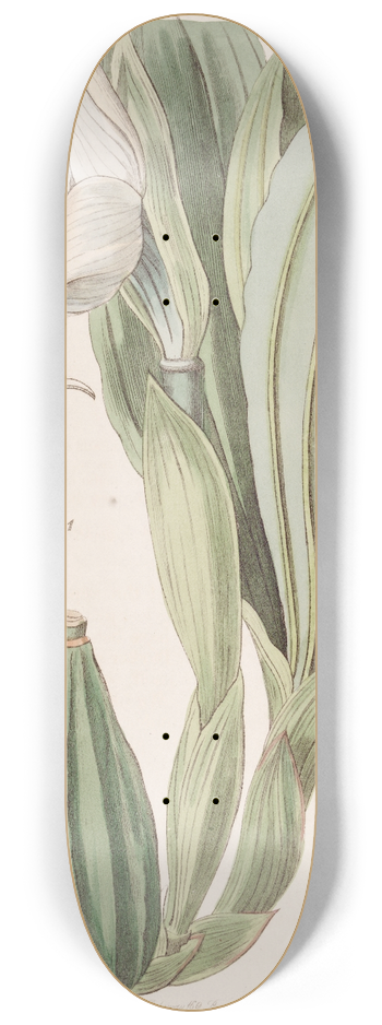 Sydenham Edwards - One-flowered Anguloa 8.25 inch art skate deck