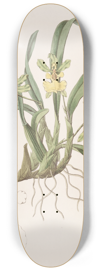Sydenham Edwards - One-flowered Oncidium 8.25 inch art skate deck
