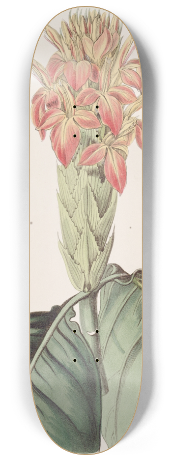 Sydenham Edwards - Orange Aphelandra 8.25 inch art skate deck