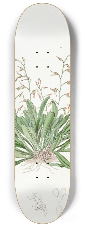 Sydenham Edwards - Painted Pleurothallis 8.25 inch art skate deck