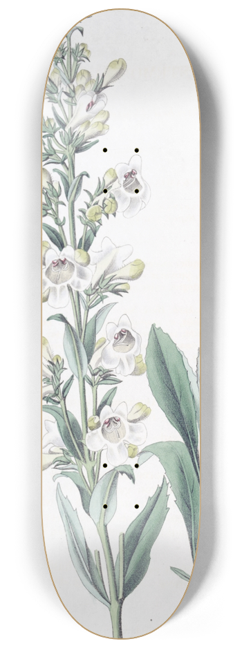 Sydenham Edwards - Parched Pentstemon 8.25 inch art skate deck