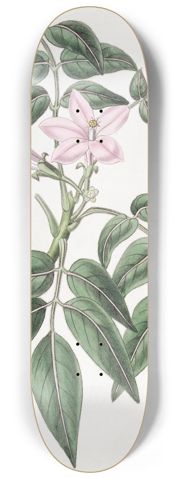 Sydenham Edwards - Pinnated Turreaea 8.25 inch art skate deck